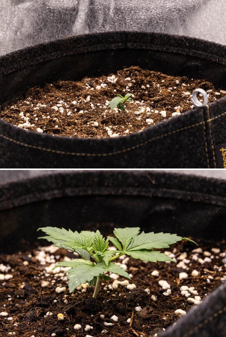 Granddaddy Purple Auto Woche 1: Keimlingsstadium Granddaddy Purple Auto Cannabis-Keimling in Woche 1 mit frühem Wachstum in einem 11-L-Stofftopf nach direkter Aussaat, geöffneten Keimblättern und sich entwickelnden ersten echten Blättern.