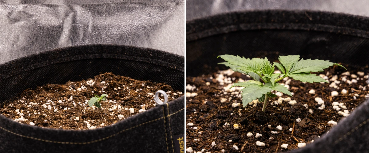 Granddaddy Purple Auto Woche 1: Keimlingsstadium Granddaddy Purple Auto Cannabis-Keimling in Woche 1 mit frühem Wachstum in einem 11-L-Stofftopf nach direkter Aussaat, geöffneten Keimblättern und sich entwickelnden ersten echten Blättern.