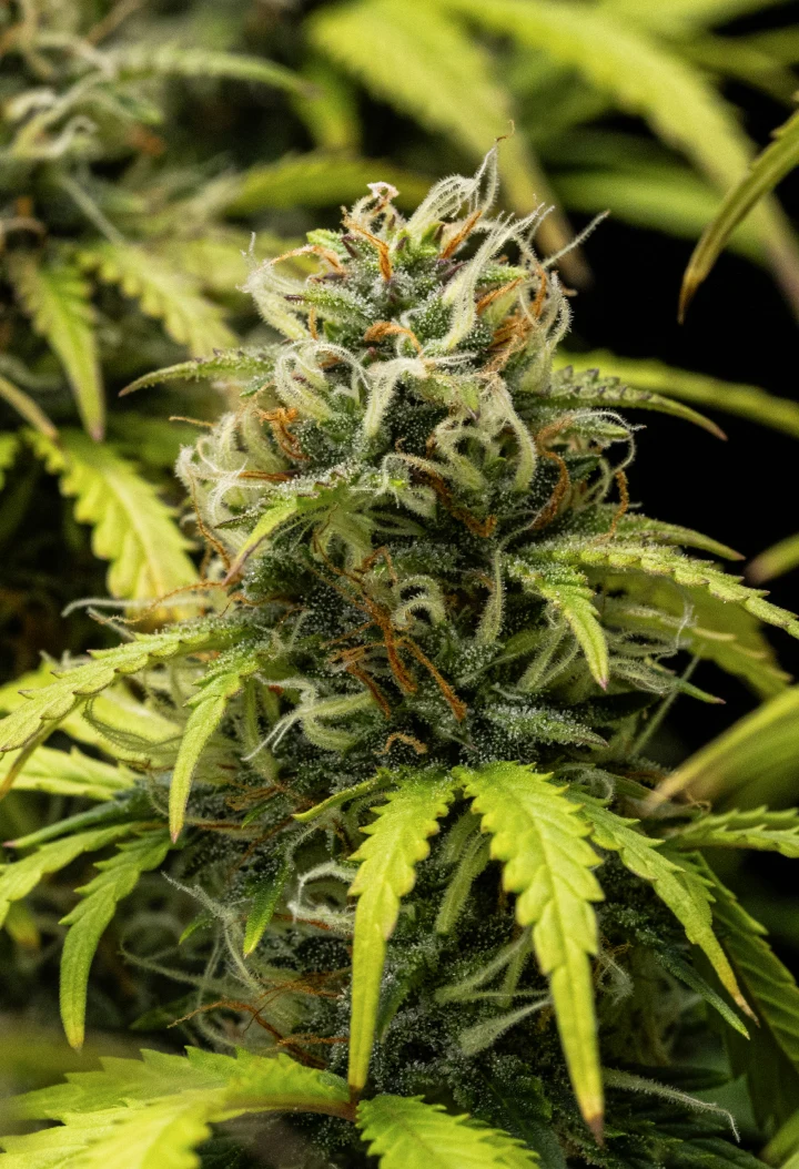 Granddaddy Purple Auto Woche 10: fruchtige Blüten kurz vor der Ernte Granddaddy Purple Auto Cannabispflanze in Woche 10 mit reifen, trichombedeckten Blüten, fruchtigen blühenden Colas, orangefarbenen Blütenstempeln und gelb werdenden Herbstblättern, während die Ernte näher rückt.