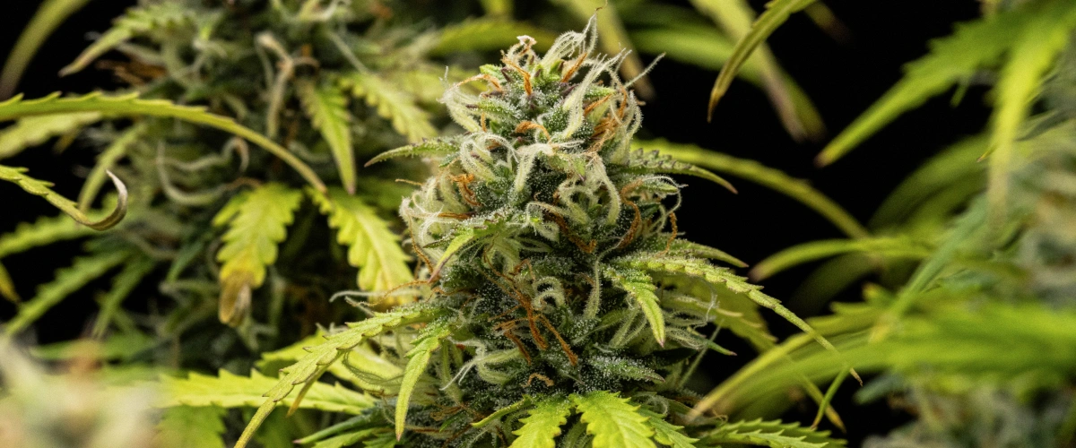 Granddaddy Purple Auto Woche 10: fruchtige Blüten kurz vor der Ernte Granddaddy Purple Auto Cannabispflanze in Woche 10 mit reifen, trichombedeckten Blüten, fruchtigen blühenden Colas, orangefarbenen Blütenstempeln und gelb werdenden Herbstblättern, während die Ernte näher rückt.
