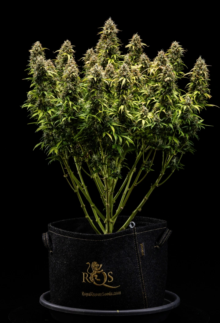 Granddaddy Purple Auto Woche 11: bereit für die Ernte Granddaddy Purple Auto Cannabispflanze in Woche 11 mit steinharten, trichombedeckten Blüten, fruchtigen reifen Colas, tief herbstgelben Blättern und erntebereiten Blüten.