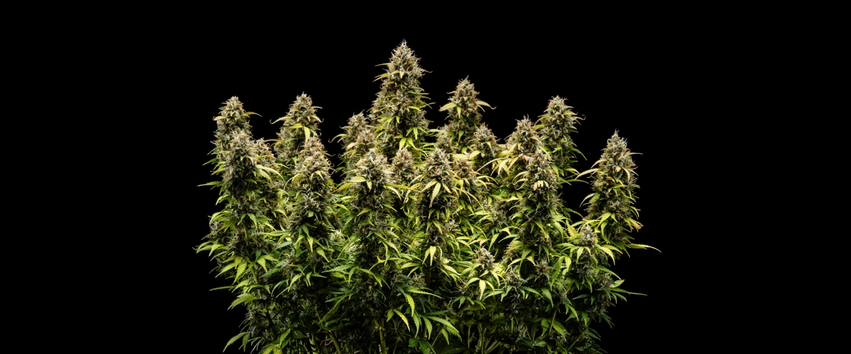 Granddaddy Purple Auto Woche 11: bereit für die Ernte Granddaddy Purple Auto Cannabispflanze in Woche 11 mit steinharten, trichombedeckten Blüten, fruchtigen reifen Colas, tief herbstgelben Blättern und erntebereiten Blüten.