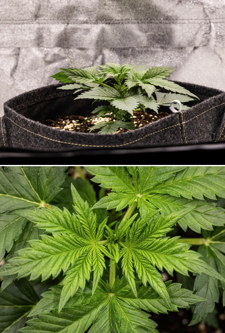 Granddaddy Purple Auto Cannabispflanze in Woche 2 mit stärkerem frühem vegetativem Wachstum, frischer Verzweigung, gesunden grünen Blättern und Erholung von ihrem ungleichmäßigen Keimlingsstart.