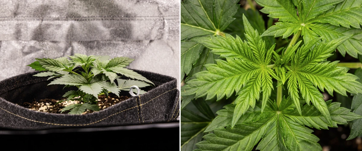 Granddaddy Purple Auto Woche 2: frühes vegetatives Wachstum Granddaddy Purple Auto Cannabispflanze in Woche 2 mit stärkerem frühem vegetativem Wachstum, frischer Verzweigung, gesunden grünen Blättern und Erholung von ihrem ungleichmäßigen Keimlingsstart.