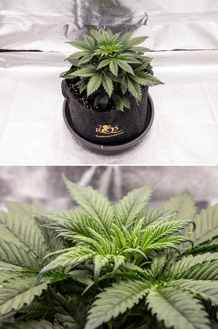 Granddaddy Purple Auto Cannabispflanze in Woche 3 mit stetigem vegetativem Wachstum, einer vollen Krone gesunder Fächerblätter und einer gleichmäßigen kompakten Struktur vor Beginn der Blüte.