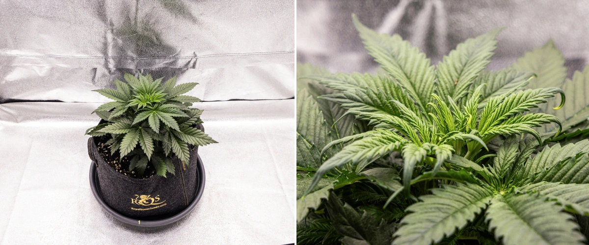 Granddaddy Purple Auto Woche 3: vegetatives Wachstum Granddaddy Purple Auto Cannabispflanze in Woche 3 mit stetigem vegetativem Wachstum, einer vollen Krone gesunder Fächerblätter und einer gleichmäßigen kompakten Struktur vor Beginn der Blüte.