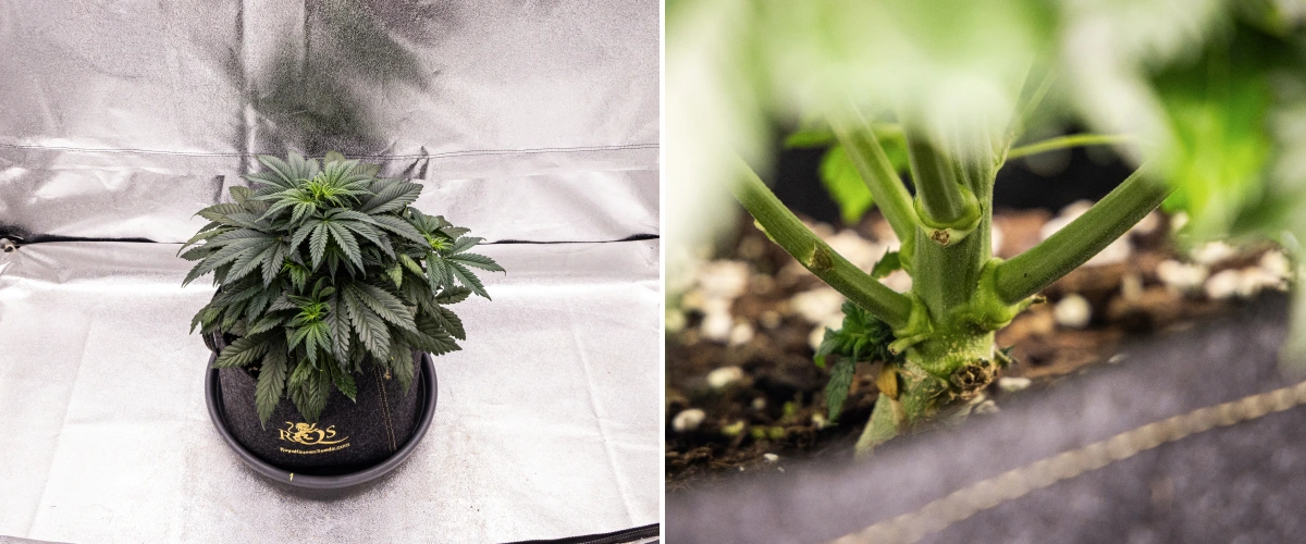 Granddaddy Purple Auto Cannabispflanze in Woche 4 mit kompakter dunkelgrüner Krone, starker Stammentwicklung und den ersten weißen Blütenstempeln zu Beginn der Blüte.