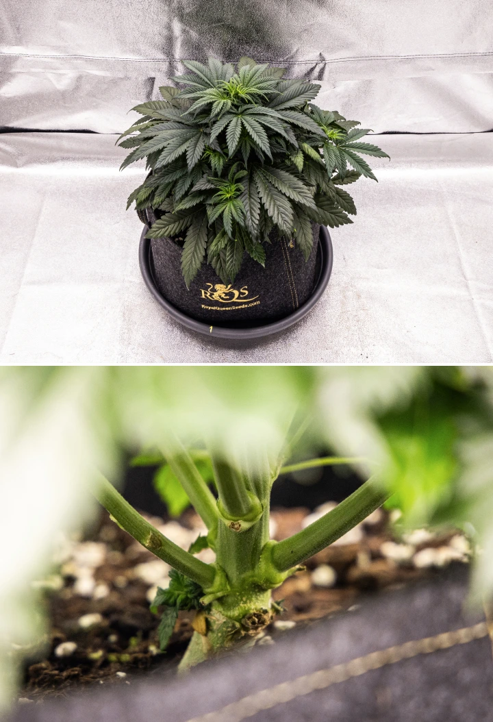 Granddaddy Purple Auto Cannabispflanze in Woche 4 mit kompakter dunkelgrüner Krone, starker Stammentwicklung und den ersten weißen Blütenstempeln zu Beginn der Blüte.
