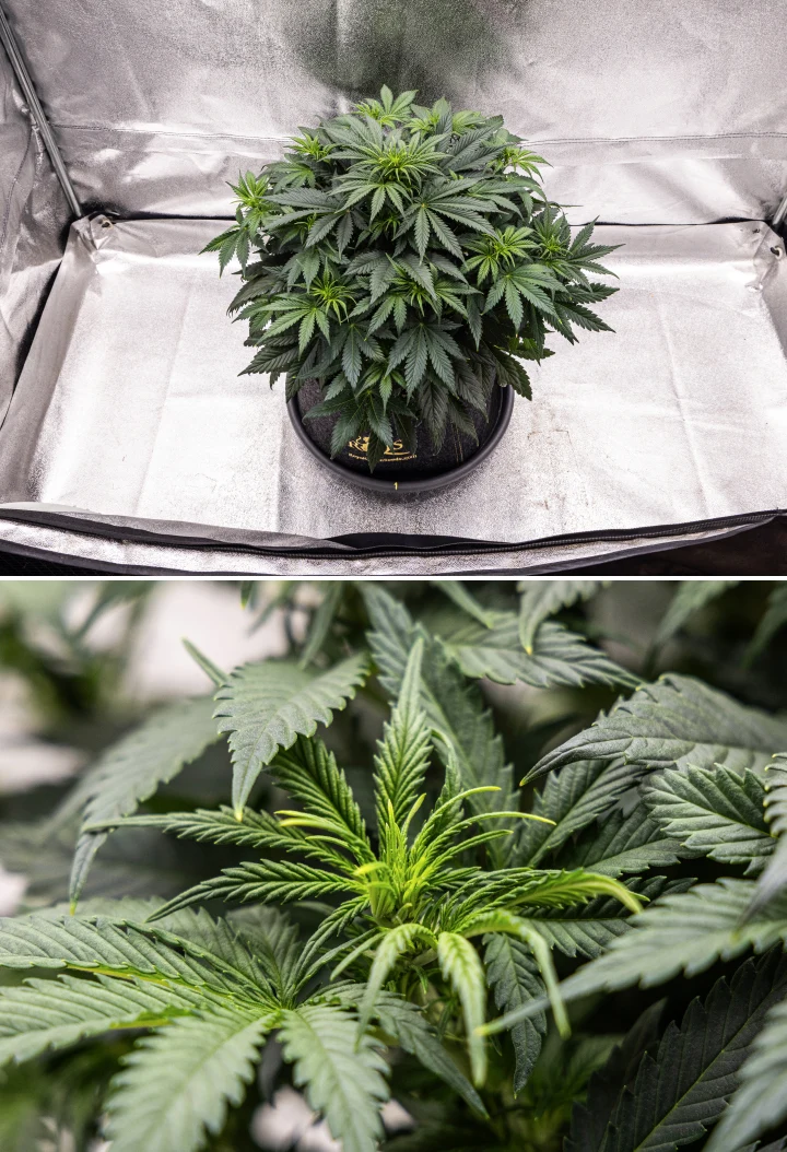 Granddaddy Purple Auto Woche 5: Blütebeginn Granddaddy Purple Auto Cannabispflanze in Woche 5 mit beginnender Blüte, dichtem dunkelgrünem Laub, sich entwickelnden Blütenansätzen und neuem Blütenwachstum entlang der Zweige.