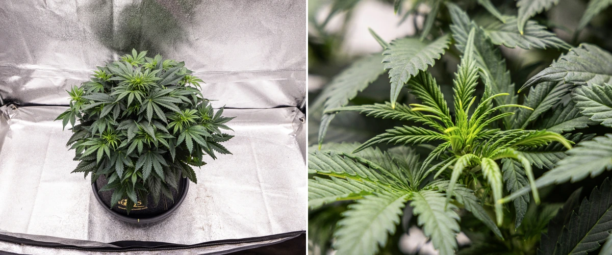 Granddaddy Purple Auto Woche 5: Blütebeginn Granddaddy Purple Auto Cannabispflanze in Woche 5 mit beginnender Blüte, dichtem dunkelgrünem Laub, sich entwickelnden Blütenansätzen und neuem Blütenwachstum entlang der Zweige.