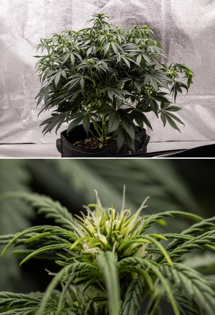 Granddaddy Purple Auto Woche 6: blühender Busch Granddaddy Purple Auto Cannabispflanze in Woche 6 mit dichter dunkelgrüner Blütekrone, buschiger Zweigstruktur, frühen weißen Blütenstempeln und gesunder Blütenentwicklung.