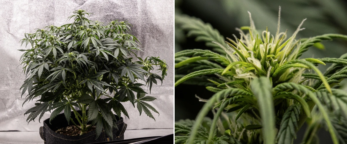 Granddaddy Purple Auto Woche 6: blühender Busch Granddaddy Purple Auto Cannabispflanze in Woche 6 mit dichter dunkelgrüner Blütekrone, buschiger Zweigstruktur, frühen weißen Blütenstempeln und gesunder Blütenentwicklung.