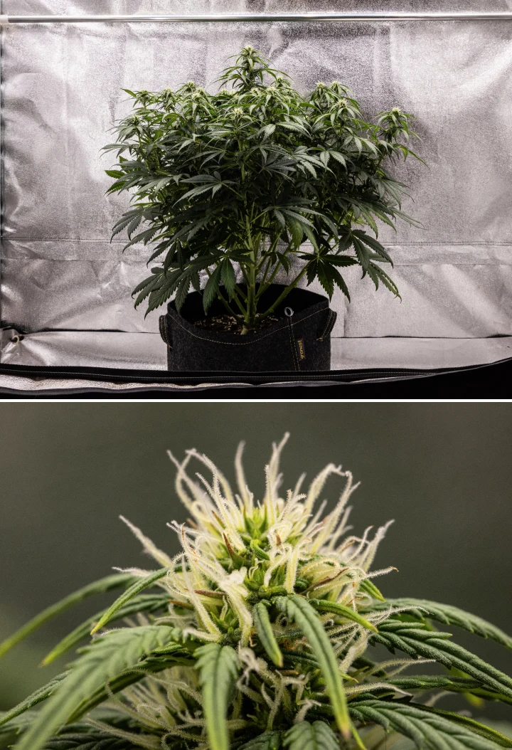Granddaddy Purple Auto Woche 7: Blüten füllen sich Granddaddy Purple Auto Cannabispflanze in Woche 7 mit kompakter buschiger Struktur, gesundem Blütewachstum, sich füllenden Blüten und leichter Gelbfärbung der unteren Blätter, während die Blüte weitergeht.