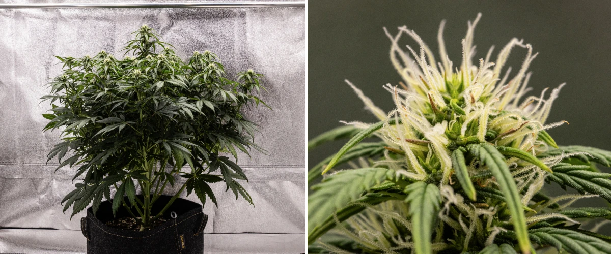 Granddaddy Purple Auto Woche 7: Blüten füllen sich Granddaddy Purple Auto Cannabispflanze in Woche 7 mit kompakter buschiger Struktur, gesundem Blütewachstum, sich füllenden Blüten und leichter Gelbfärbung der unteren Blätter, während die Blüte weitergeht.