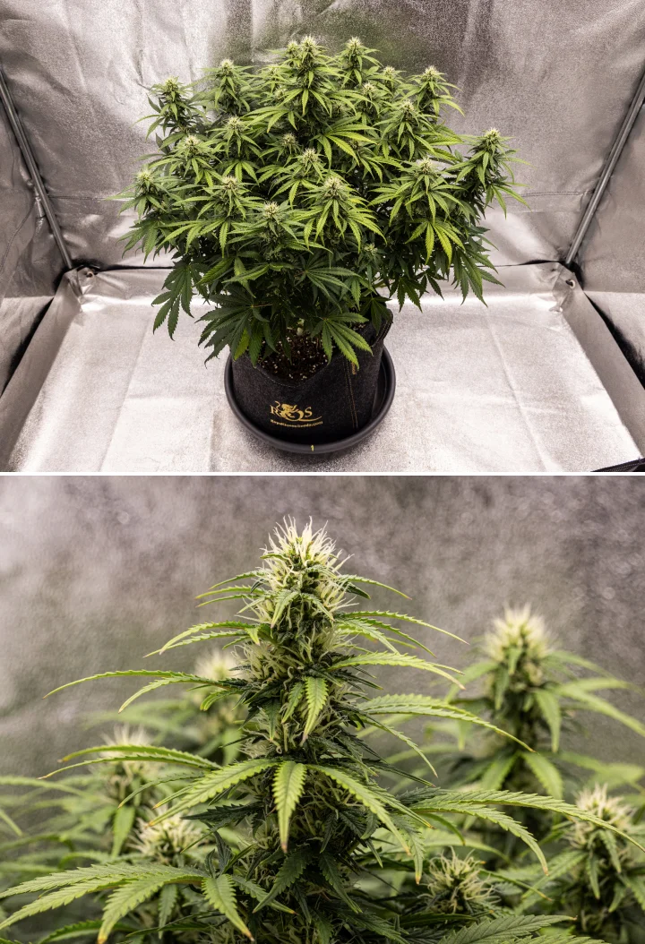 Granddaddy Purple Auto Woche 8: solide Blütenentwicklung Granddaddy Purple Auto Cannabispflanze in Woche 8 mit solider Blütenentwicklung, kompakter kräftiger Krone, gesundem grünem Laub und dicken blühenden Colas vier Wochen nach Beginn der Blüte.