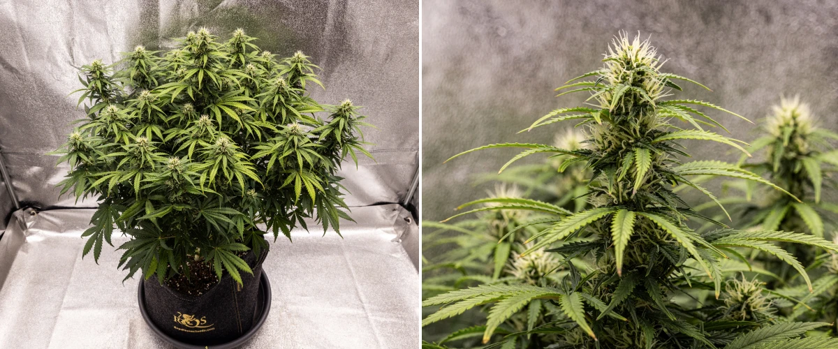 Granddaddy Purple Auto Woche 8: solide Blütenentwicklung Granddaddy Purple Auto Cannabispflanze in Woche 8 mit solider Blütenentwicklung, kompakter kräftiger Krone, gesundem grünem Laub und dicken blühenden Colas vier Wochen nach Beginn der Blüte.