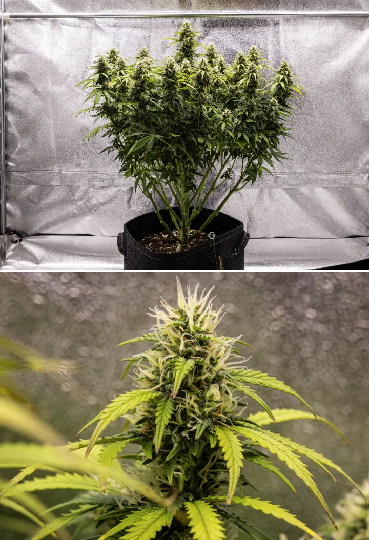Granddaddy Purple Auto Woche 9: trichomreiche Blüten Granddaddy Purple Auto Cannabispflanze in Woche 9 mit festen trichomreichen Blüten, bouquetartigen Blütenzweigen, helleren grünen Blättern und glitzernden Colas kurz vor der Reife.