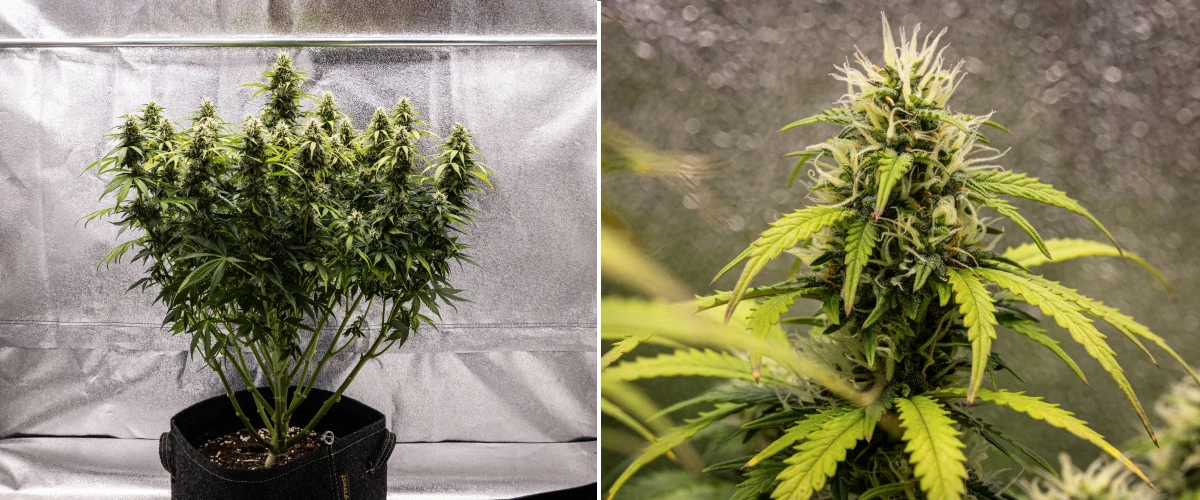 Granddaddy Purple Auto Woche 9: trichomreiche Blüten Granddaddy Purple Auto Cannabispflanze in Woche 9 mit festen trichomreichen Blüten, bouquetartigen Blütenzweigen, helleren grünen Blättern und glitzernden Colas kurz vor der Reife.