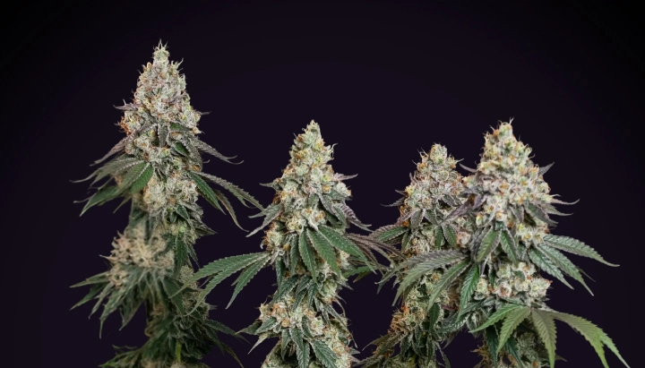 Grape Ape: kompakteste indica-dominante Sorte Grape Ape Cannabispflanze mit dichten frostigen Colas, harzigen Buds, orangefarbenen Blütenstempeln und kompaktem Blütenwachstum vor dunklem Hintergrund.