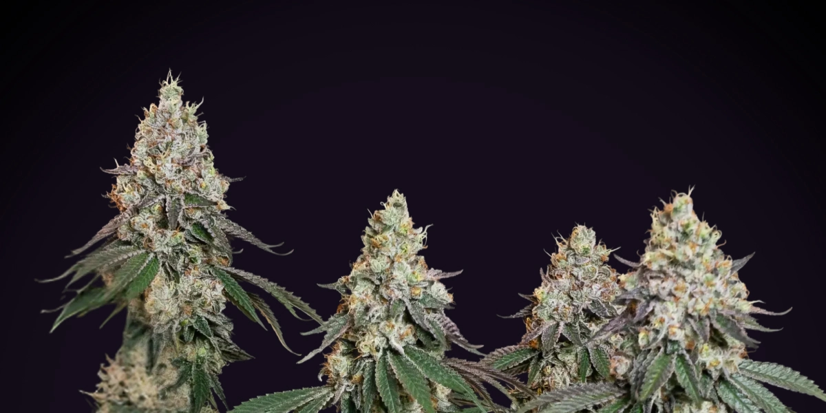 Grape Ape: kompakteste indica-dominante Sorte Grape Ape Cannabispflanze mit dichten frostigen Colas, harzigen Buds, orangefarbenen Blütenstempeln und kompaktem Blütenwachstum vor dunklem Hintergrund.