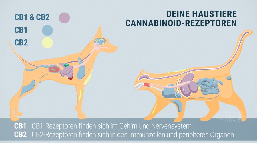 Das Endocannabinoidsystem Von Hunden Und Katzen