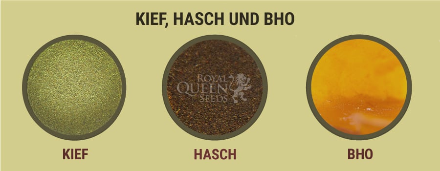 Kief, Hasch und BHO 