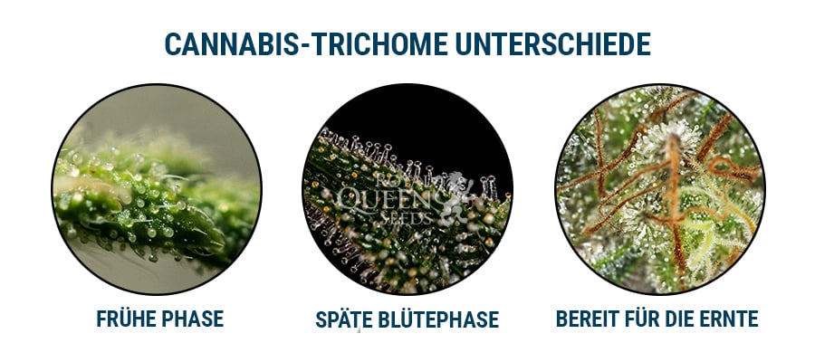  Cannabis-Trichome