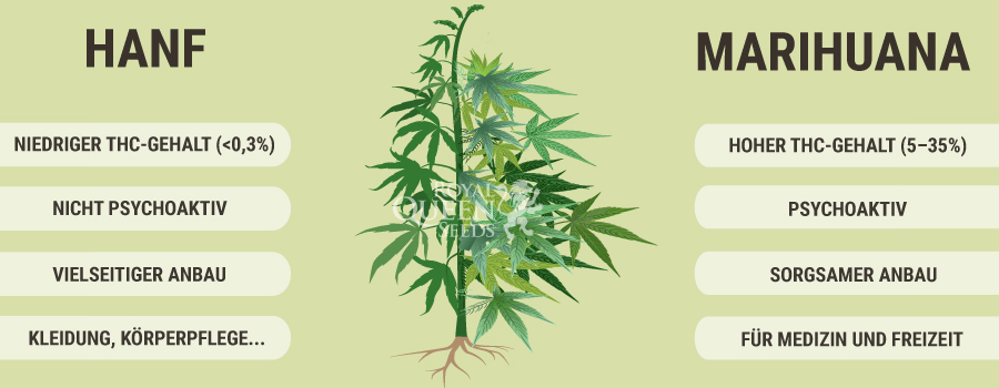 Marihuana Hanf Marihuana Hanf