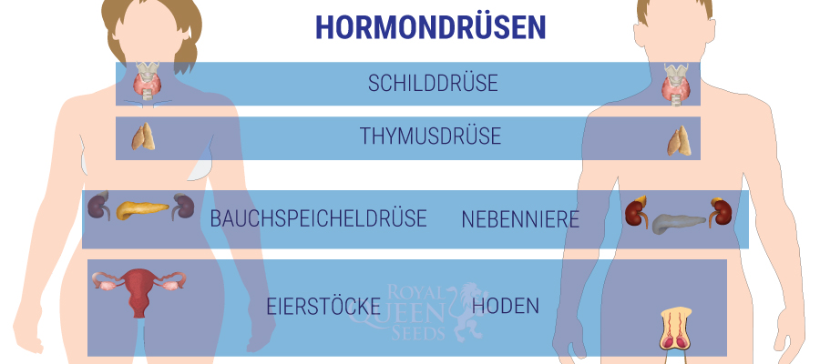 HORMONDRÜSEN