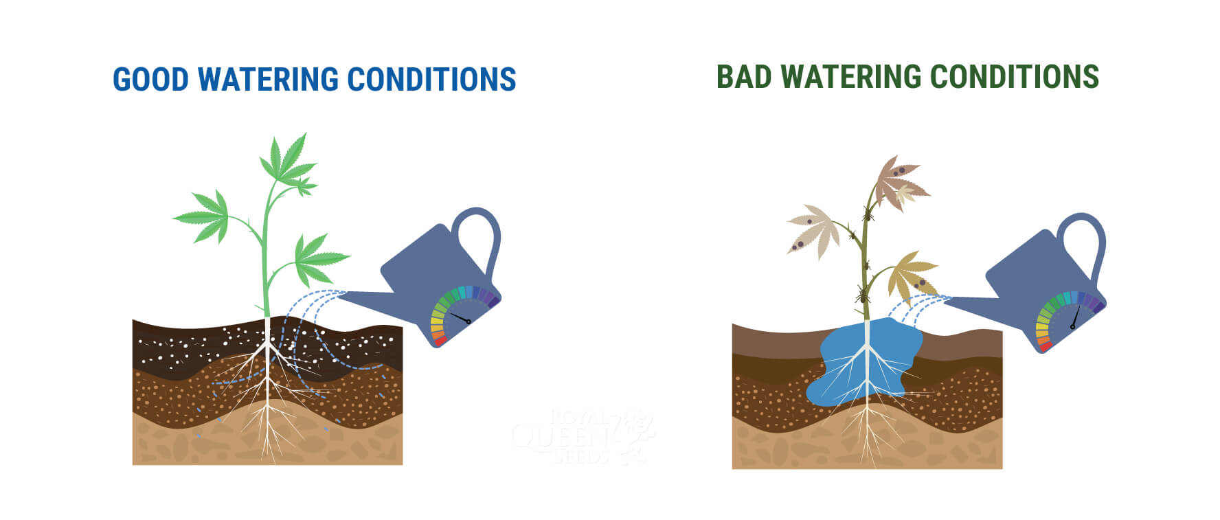 WIE VIEL WASSER SOLLTEST DU DEINEN CANNABISPFLANZEN GEBEN? WIE VIEL WASSER SOLLTEST DU DEINEN CANNABISPFLANZEN GEBEN?