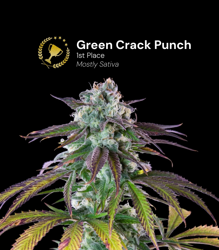 Green Crack Punch, preisgekrönte Cannabissorte Entdecke Green Crack Punch, eine preisgekrönte, überwiegend sativadominierte Cannabissorte mit beeindruckenden harzigen Blüten.