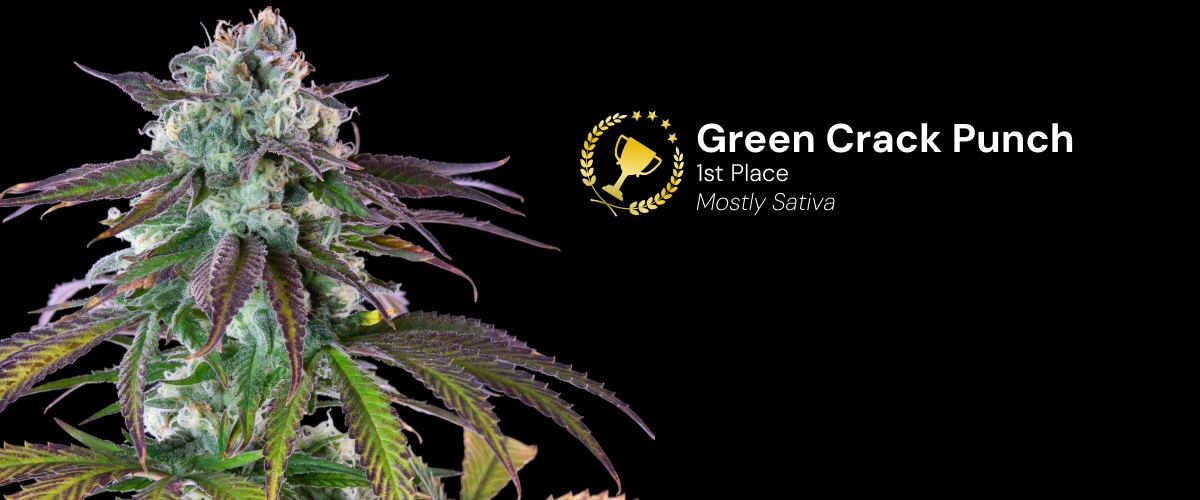 Green Crack Punch, preisgekrönte Cannabissorte Entdecke Green Crack Punch, eine preisgekrönte, überwiegend sativadominierte Cannabissorte mit beeindruckenden harzigen Blüten.