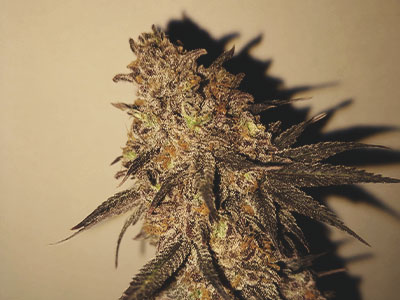 Sativa