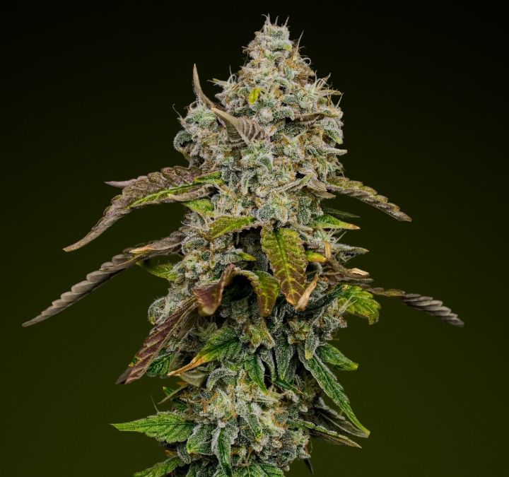 Blue Dream Cannabisblüte mit dichten, frostigen Trichomen und violetten Nuancen, bekannt für ihr süßes, fruchtiges Profil, ideal für Edibles
