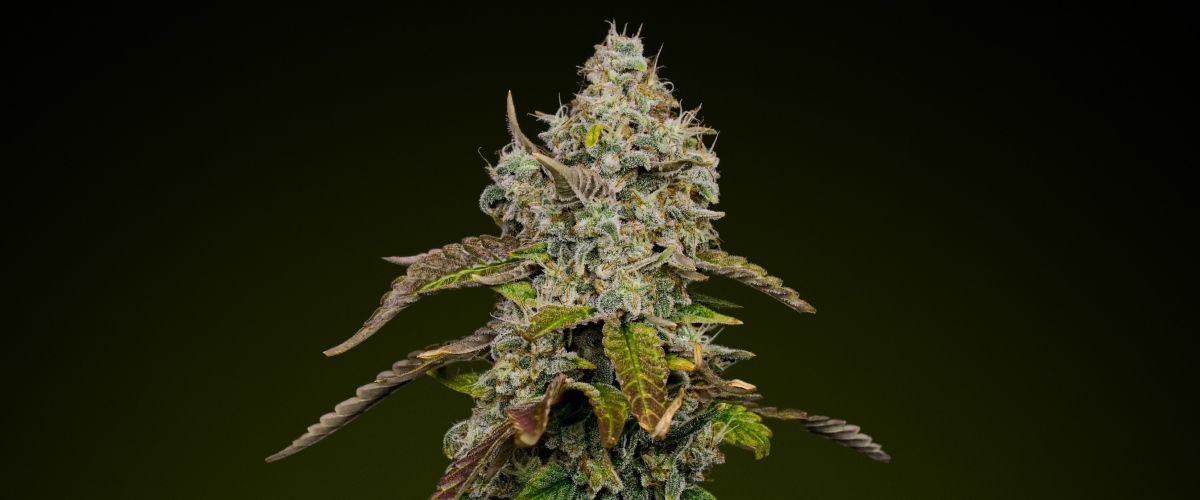 Blue Dream Cannabisblüte mit dichten, frostigen Trichomen und violetten Nuancen, bekannt für ihr süßes, fruchtiges Profil, ideal für Edibles