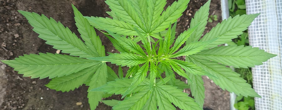 Gesunde Cannabispflanze