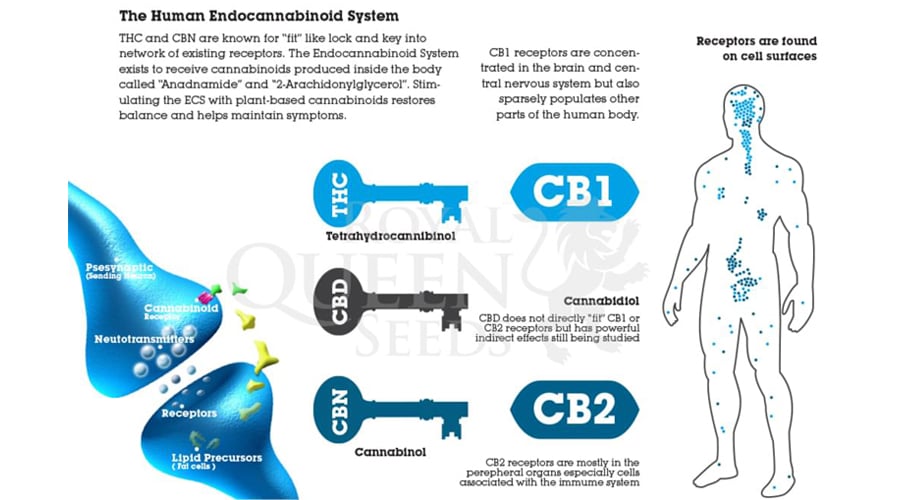 Endocannabinoid-System THC CBD CBN anadnamide