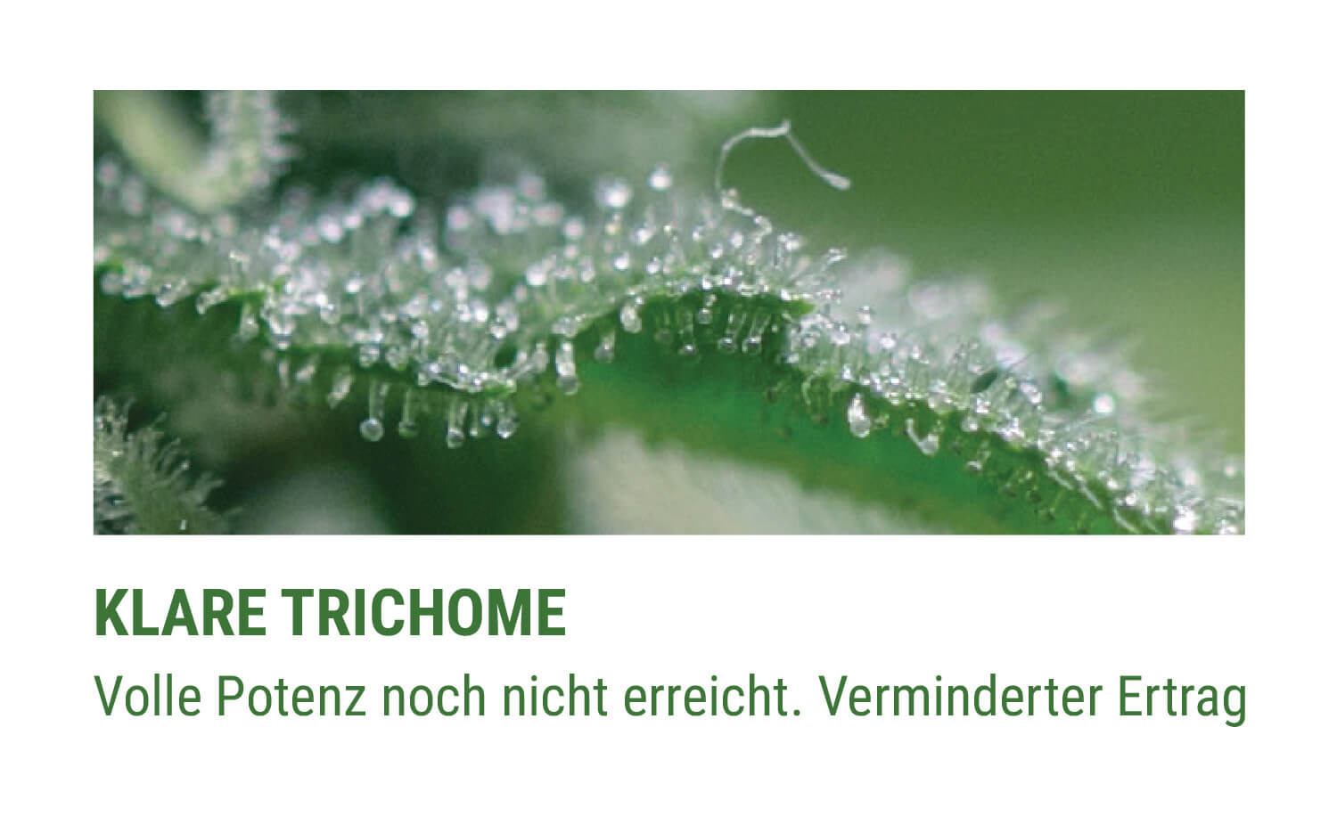 DURCHSICHTIGE TRICHOME