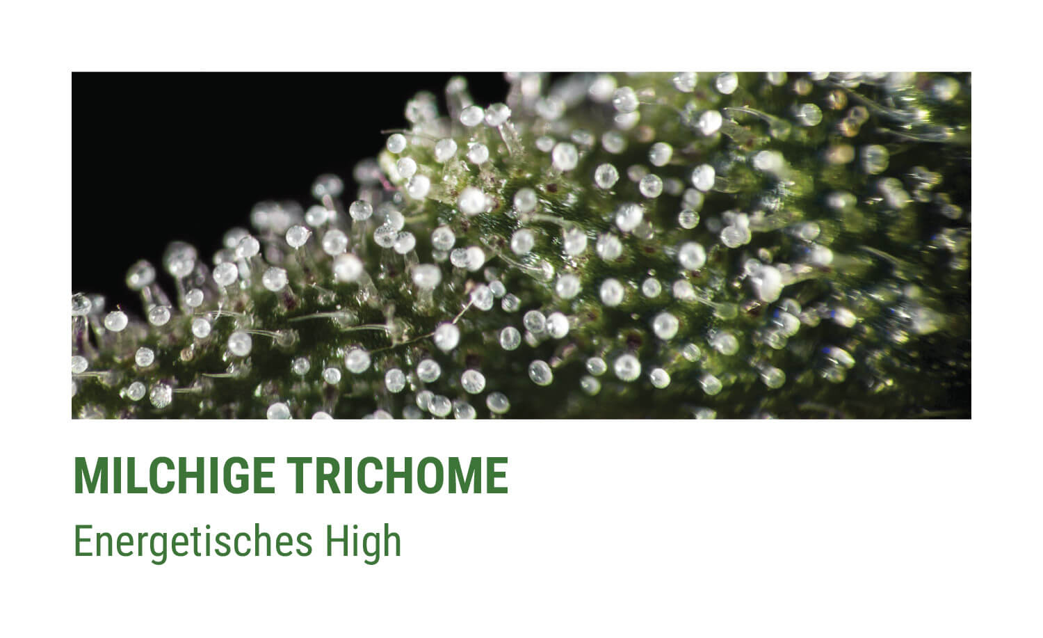 TRÜBE TRICHOME TRÜBE TRICHOME