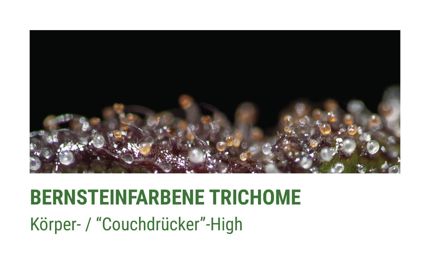 BERNSTEINFARBENE TRICHOME