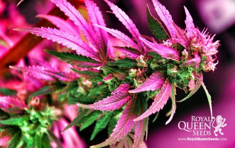 Haze Berry feminisierte Marihuana Samen Haze Berry feminisierte Marihuana Samen