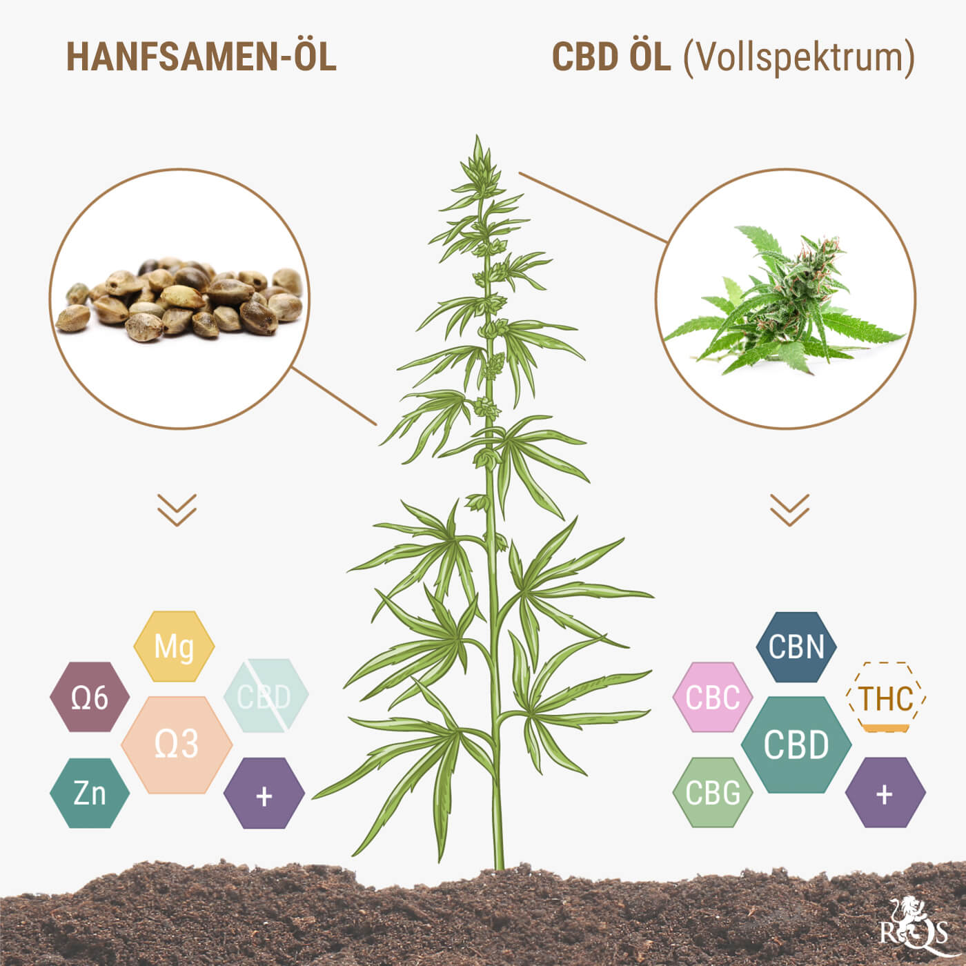 Enthalten Hanfsamen und Hanfsamenöl CBD?