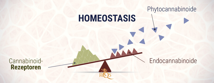 Homöostase Fitocannabinoide und Endocannabinoide Homöostase Fitocannabinoide und Endocannabinoide