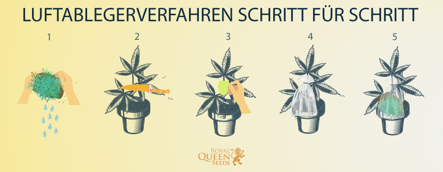 Luftablegerverfahren Schritt Für Schritt 