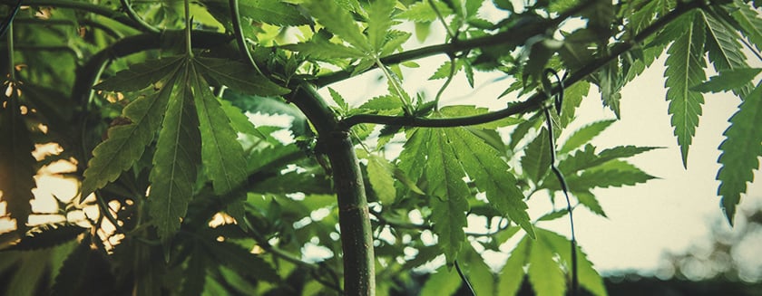 Wie man eine Low Stress Training auf eine Cannabispflanze anwendet