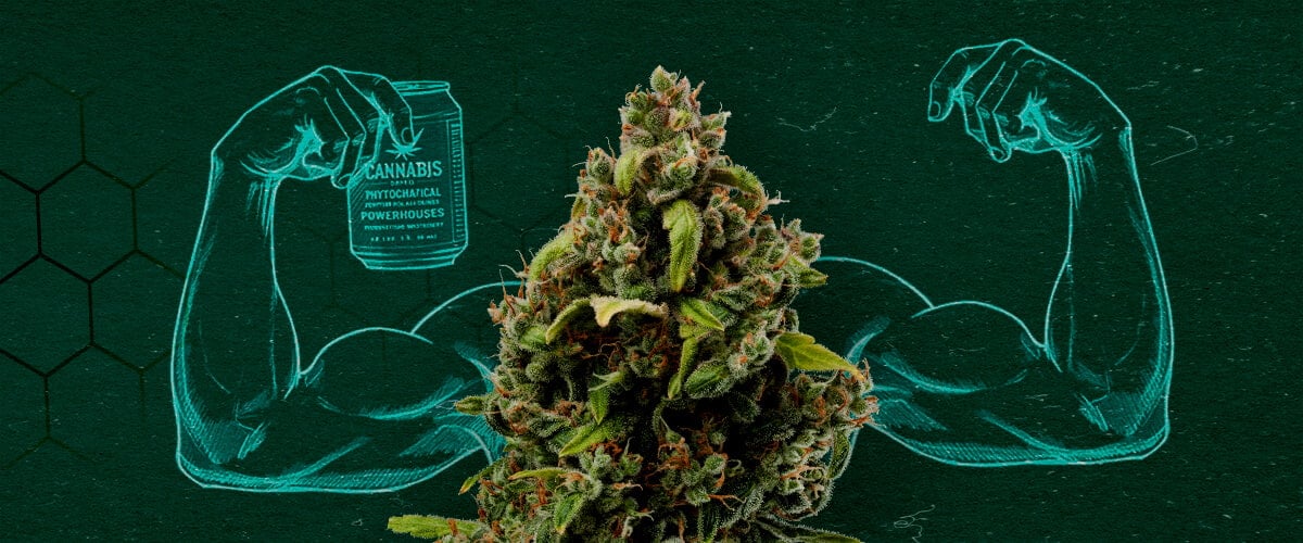 Cannabisextrakte: Starke natürliche Fungizide Cannabisknospe zeigt Muskeln, die ihre Kraft als natürliches Fungizid darstellen.