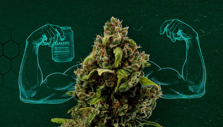 Cannabisextrakte: Starke natürliche Fungizide Cannabisknospe zeigt Muskeln, die ihre Kraft als natürliches Fungizid darstellen.