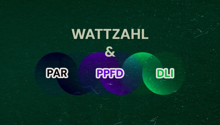 Wie PAR, PPFD und DLI mit der Wattzahl Zusammenhängen Cannabis Eine Illustration mit