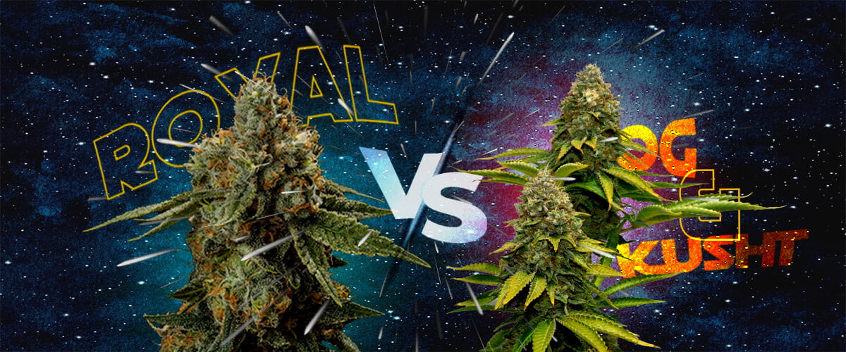Wie sich Royal Skywalker zu Skywalker OG und Skywalker Kush Verhält Cannabis Eine Illustration von zwei Cannabisknospen mit den Texten
