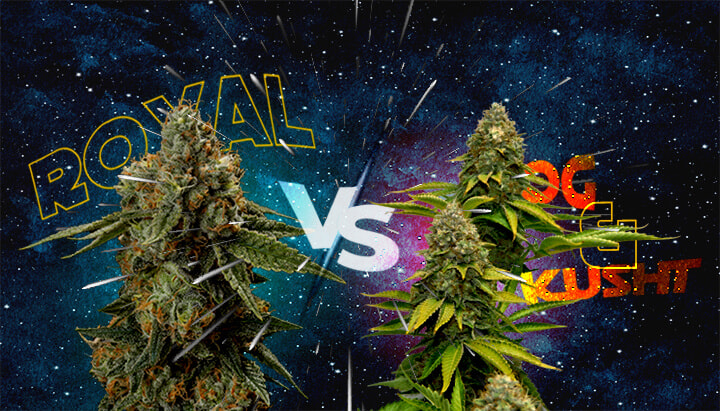 Wie sich Royal Skywalker zu Skywalker OG und Skywalker Kush Verhält Cannabis Eine Illustration von zwei Cannabisknospen mit den Texten
